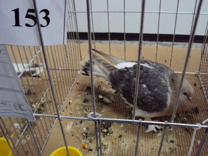 DSC03306 - Expozitie 2012 - PITESTI