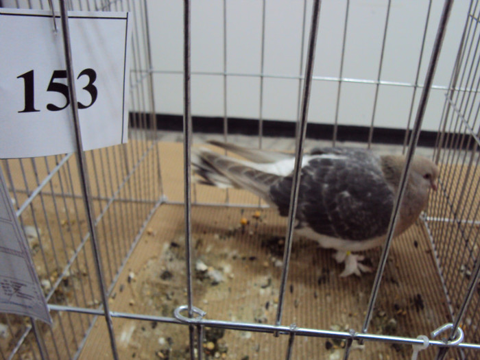 DSC03307 - Expozitie 2012 - PITESTI