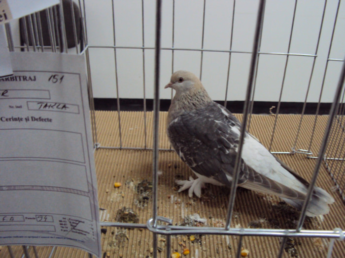 DSC03309 - Expozitie 2012 - PITESTI