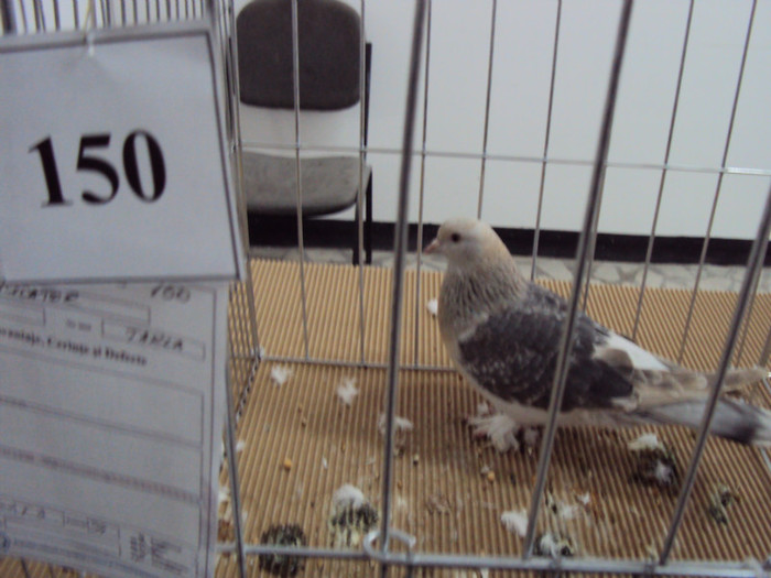 DSC03310 - Expozitie 2012 - PITESTI