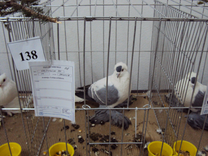 DSC03311 - Expozitie 2012 - PITESTI