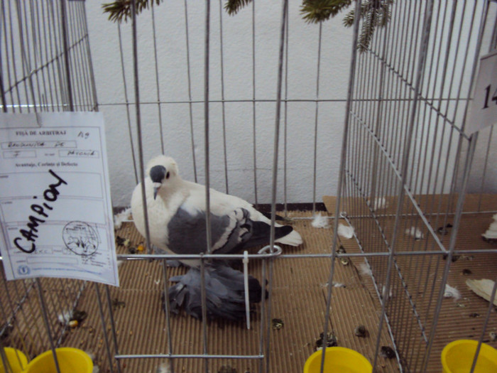 DSC03312 - Expozitie 2012 - PITESTI