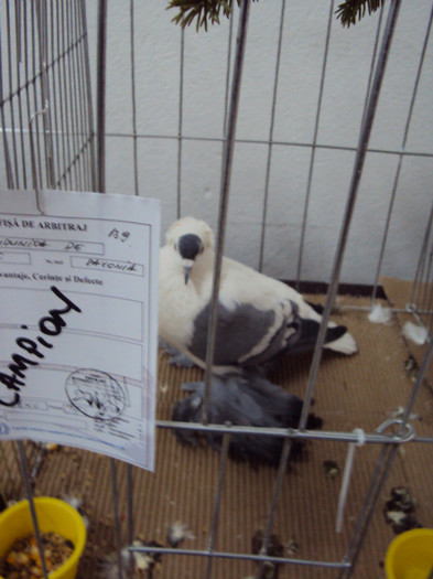 DSC03313 - Expozitie 2012 - PITESTI