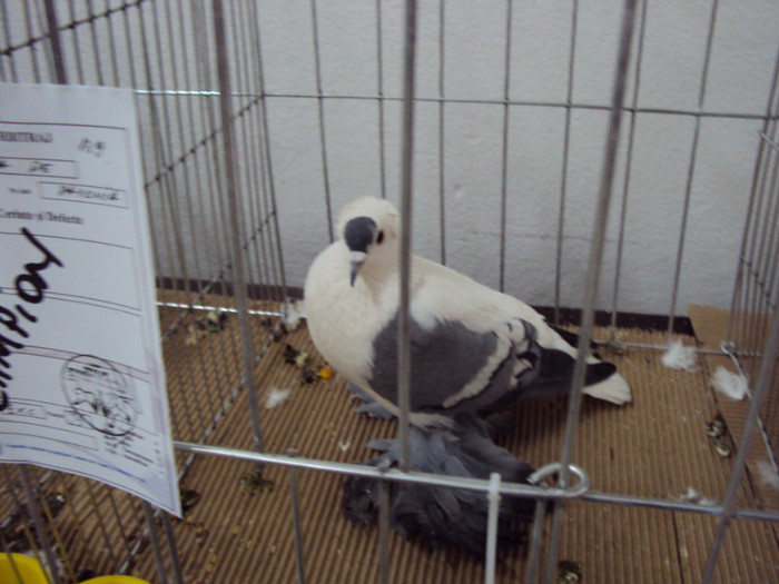 DSC03314 - Expozitie 2012 - PITESTI