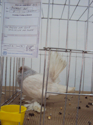 DSC03316 - Expozitie 2012 - PITESTI