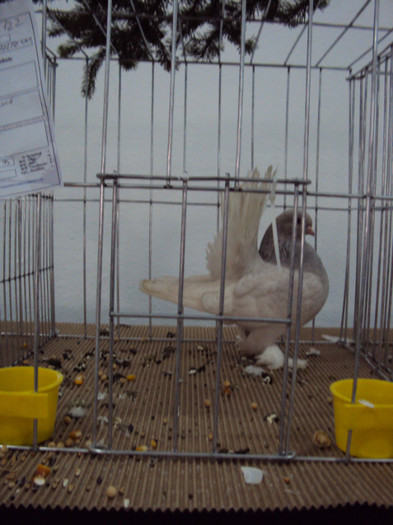 DSC03317 - Expozitie 2012 - PITESTI