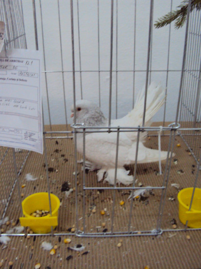 DSC03318 - Expozitie 2012 - PITESTI