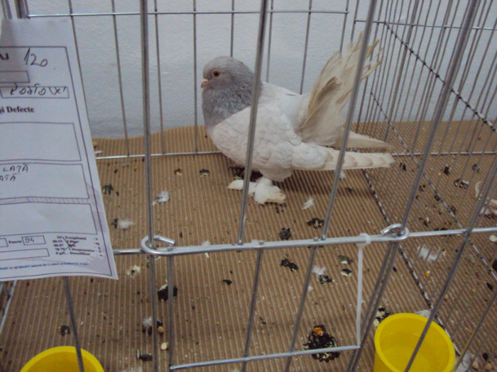 DSC03319 - Expozitie 2012 - PITESTI