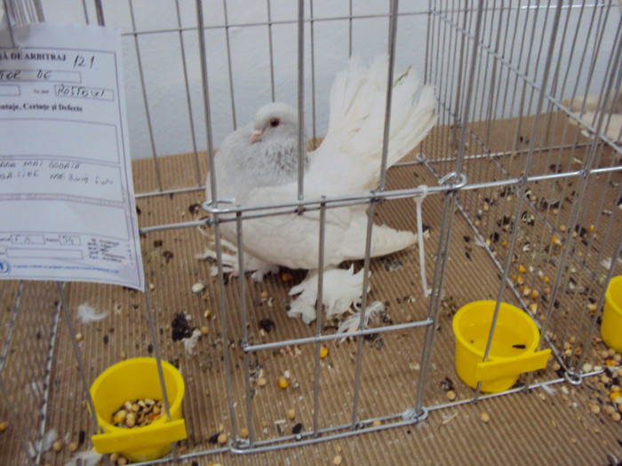 DSC03320 - Expozitie 2012 - PITESTI