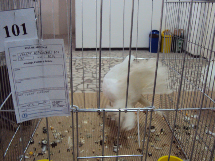DSC03321 - Expozitie 2012 - PITESTI