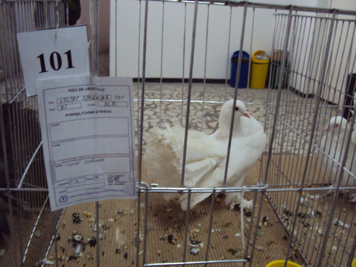 DSC03322 - Expozitie 2012 - PITESTI