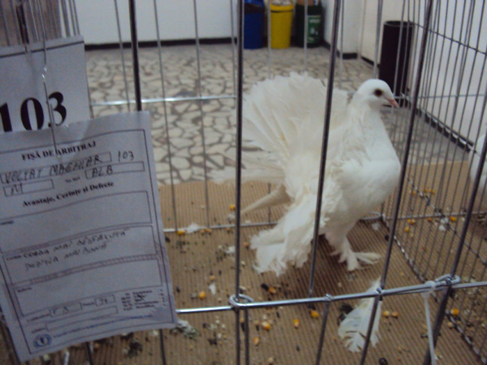 DSC03325 - Expozitie 2012 - PITESTI