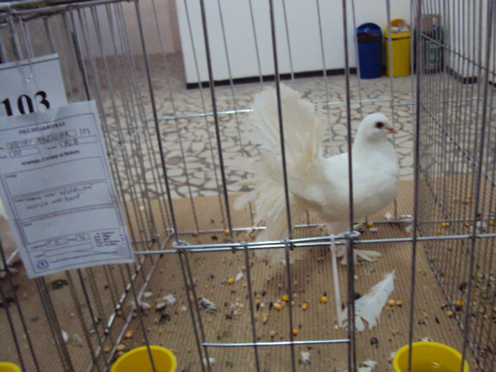 DSC03326 - Expozitie 2012 - PITESTI