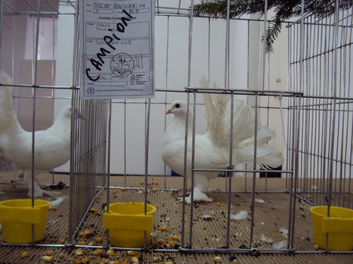 DSC03328 - Expozitie 2012 - PITESTI