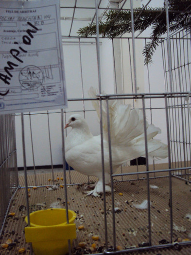 DSC03329 - Expozitie 2012 - PITESTI