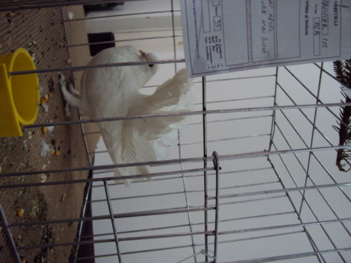 DSC03330 - Expozitie 2012 - PITESTI