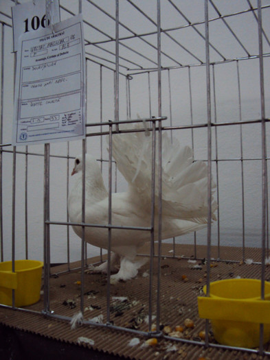 DSC03332 - Expozitie 2012 - PITESTI