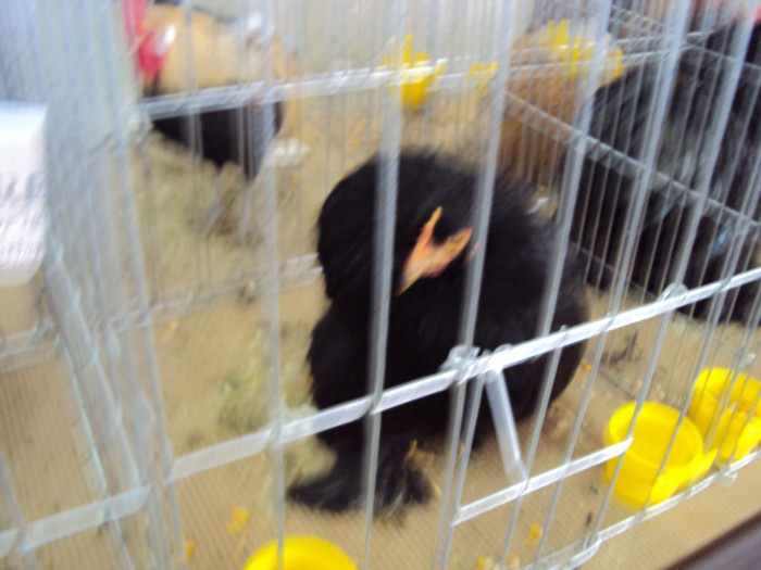 DSC03335 - Expozitie 2012 - PITESTI