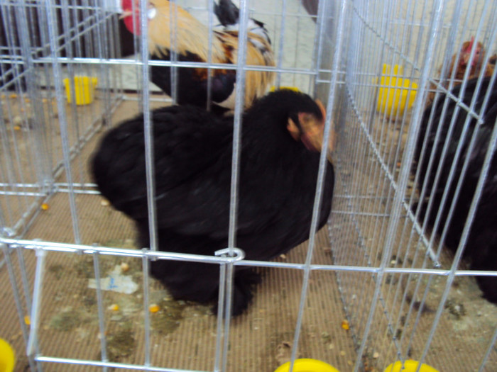 DSC03336 - Expozitie 2012 - PITESTI