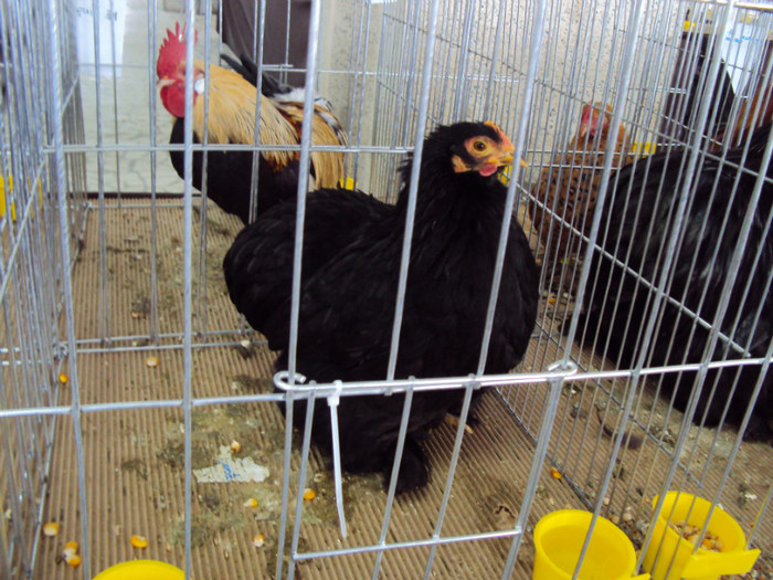 DSC03337 - Expozitie 2012 - PITESTI