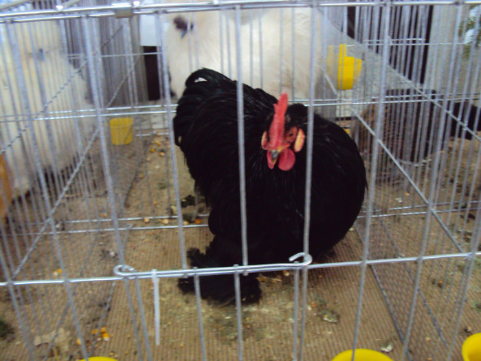DSC03341 - Expozitie 2012 - PITESTI