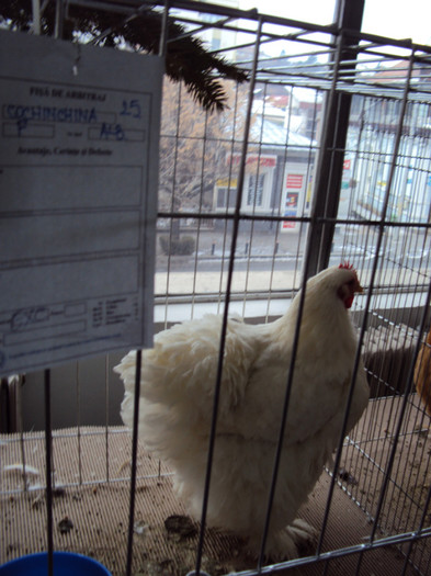 DSC03350 - Expozitie 2012 - PITESTI