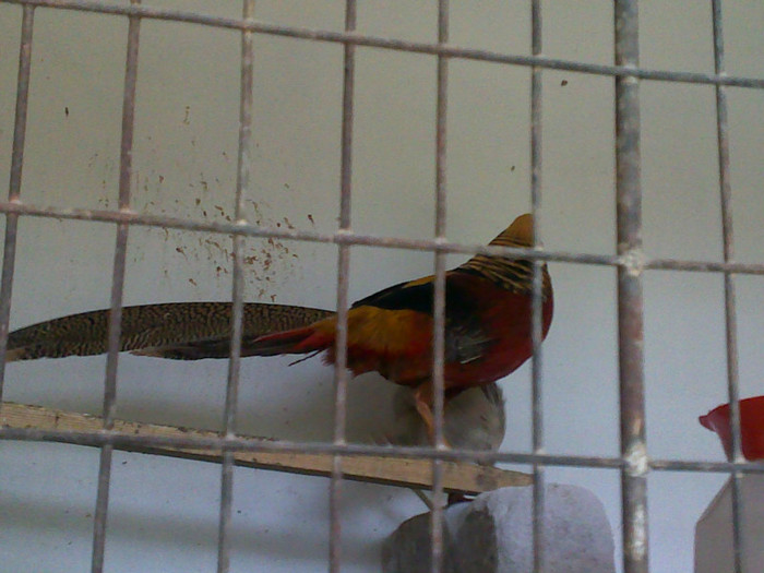 08062010057 - 6-Pasarile si animalele mele