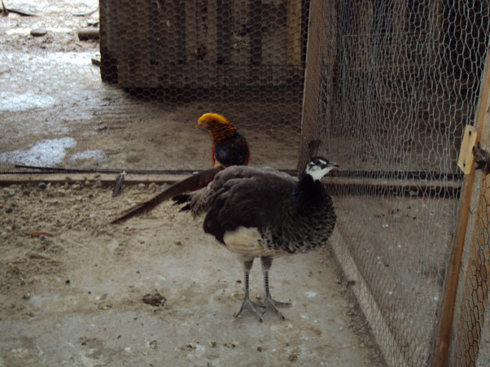 DSC02204 - 6-Pasarile si animalele mele