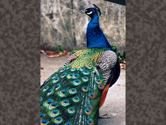 peacock - Paunul