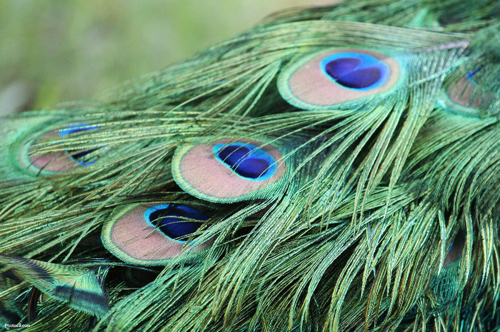 peacock_feathers - Paunul