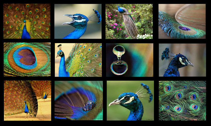 peacock-bird-collage - Paunul