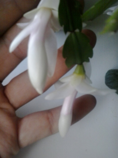 2013-01-15 13.41.31 - Schlumbergera