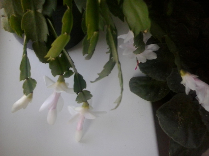 2013-01-15 13.41.56 - Schlumbergera