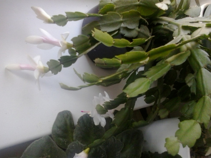2013-01-15 13.42.26 - Schlumbergera