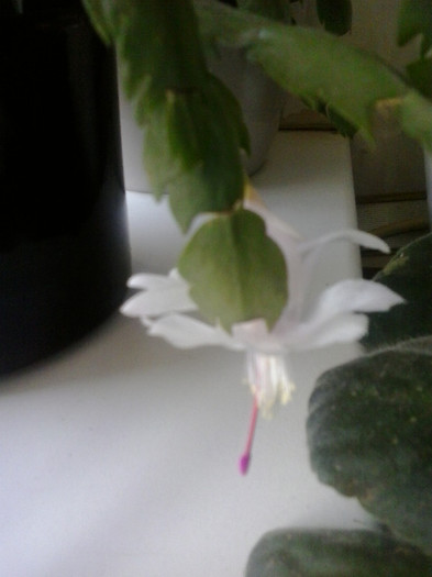 2013-01-15 13.43.42 - Schlumbergera