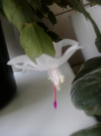 2013-01-15 13.44.30 - Schlumbergera