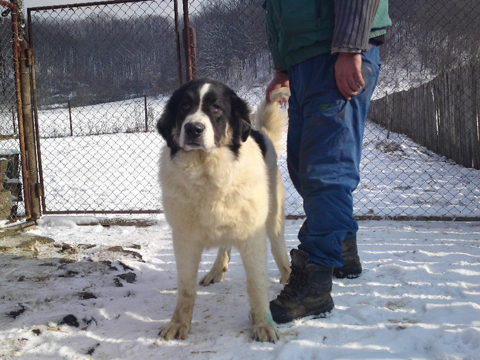  - D2 CAINI CIOBANESTI DIN ALTE ZONE