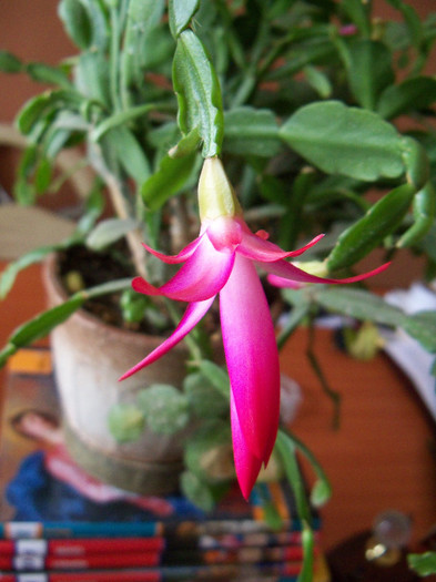 101_6722 - SCHLUMBERGERA BRIDGESII