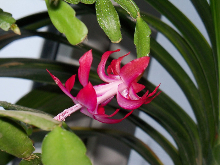 101_6739 - SCHLUMBERGERA BRIDGESII