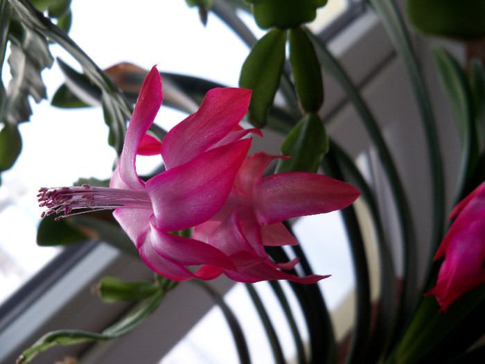 101_6742 - SCHLUMBERGERA BRIDGESII