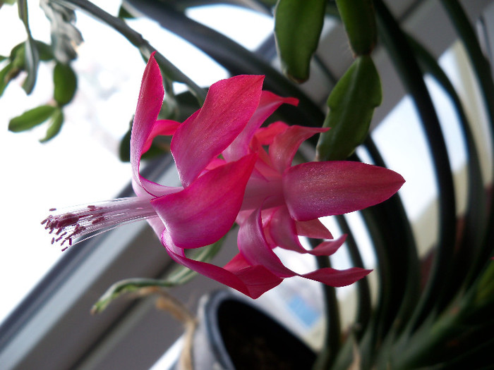 101_6743 - SCHLUMBERGERA BRIDGESII