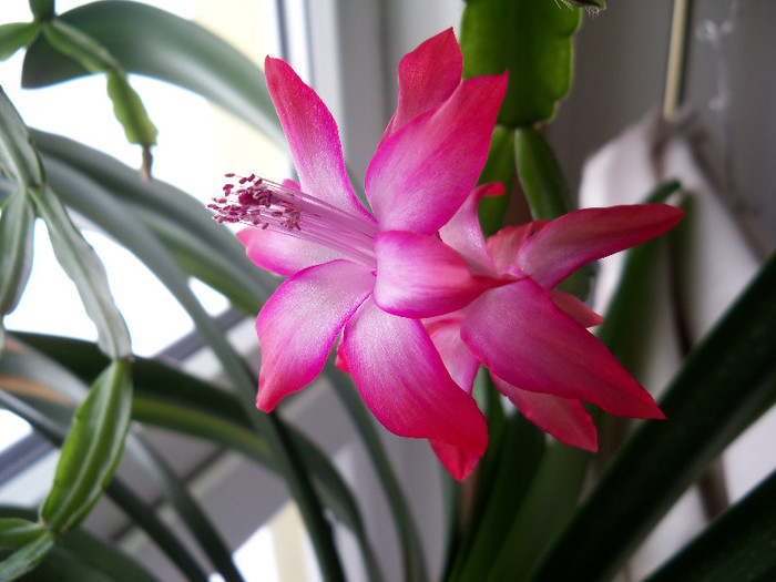 101_6744 - SCHLUMBERGERA BRIDGESII