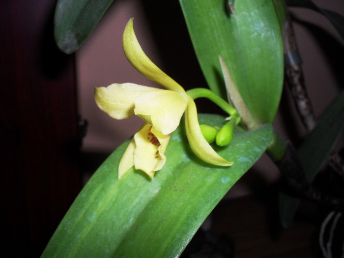 SDC10224 - cattleya galbena