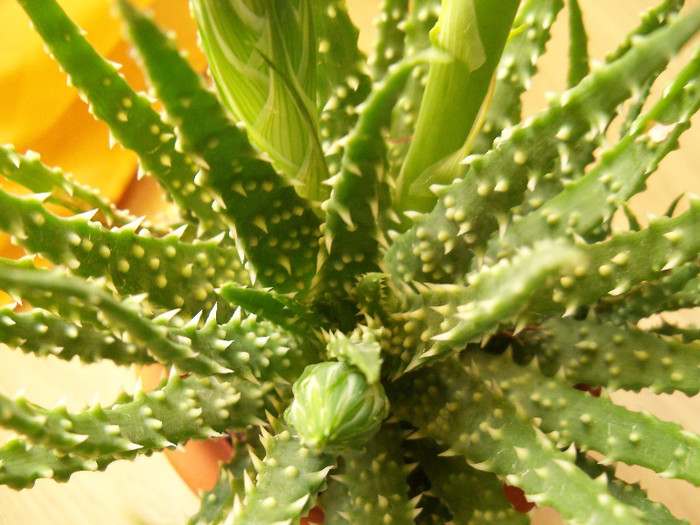 101_6750 - ALOE HUMILIS