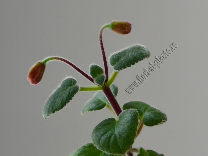 Sinningia Gabriel s Horn - GLOXINIA _ SINNINGIA