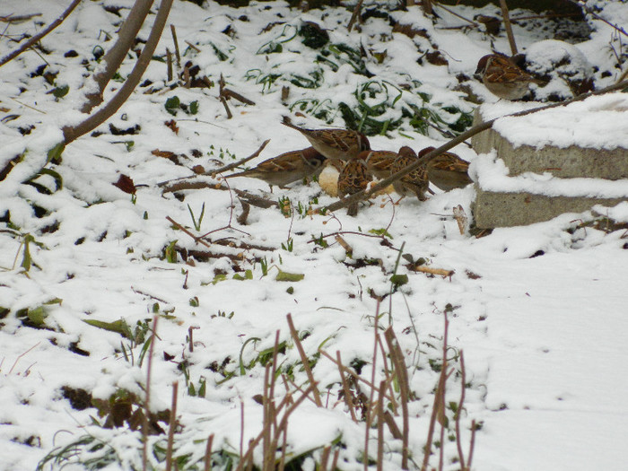 DSCN4571 - PASARELE 2013