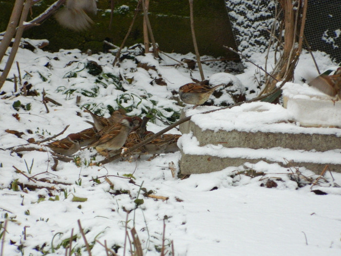 DSCN4573 - PASARELE 2013