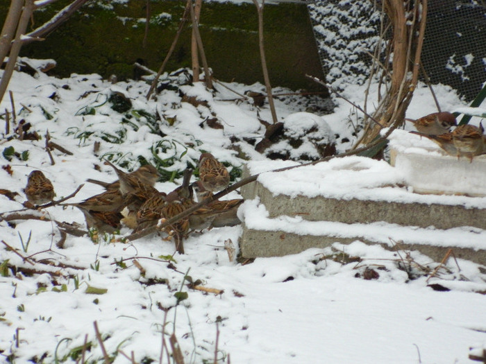 DSCN4574 - PASARELE 2013