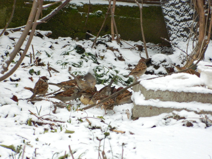 DSCN4575 - PASARELE 2013