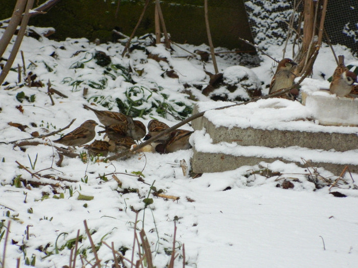 DSCN4576 - PASARELE 2013